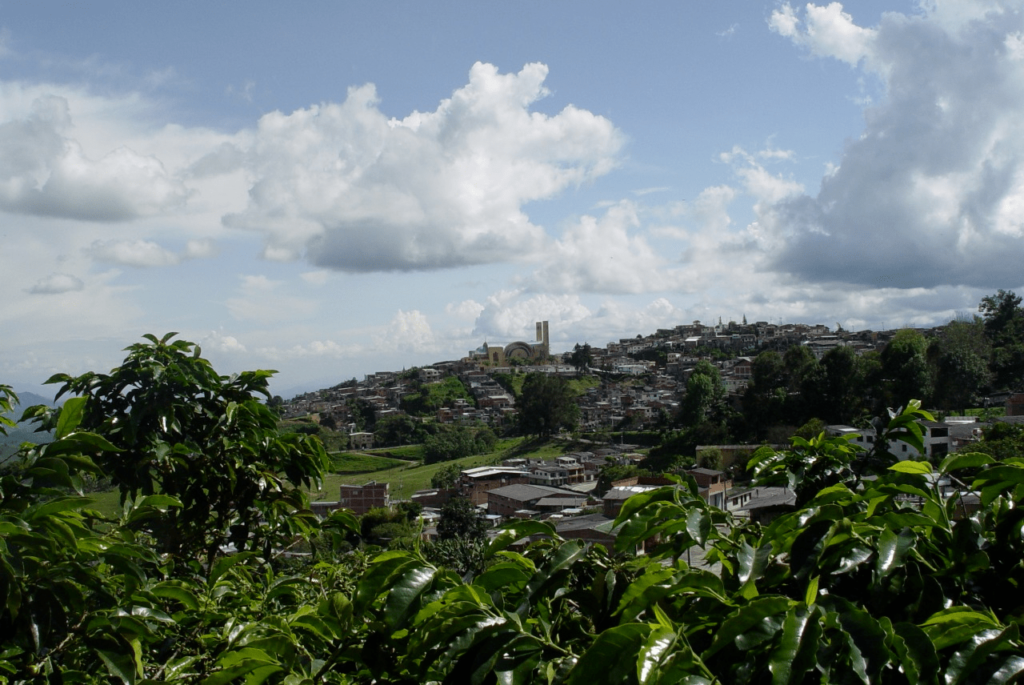 Coffee trees in Eje Cafetero