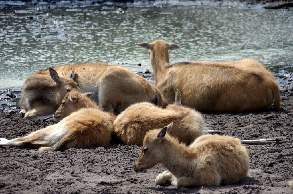 Animals in Serengeti