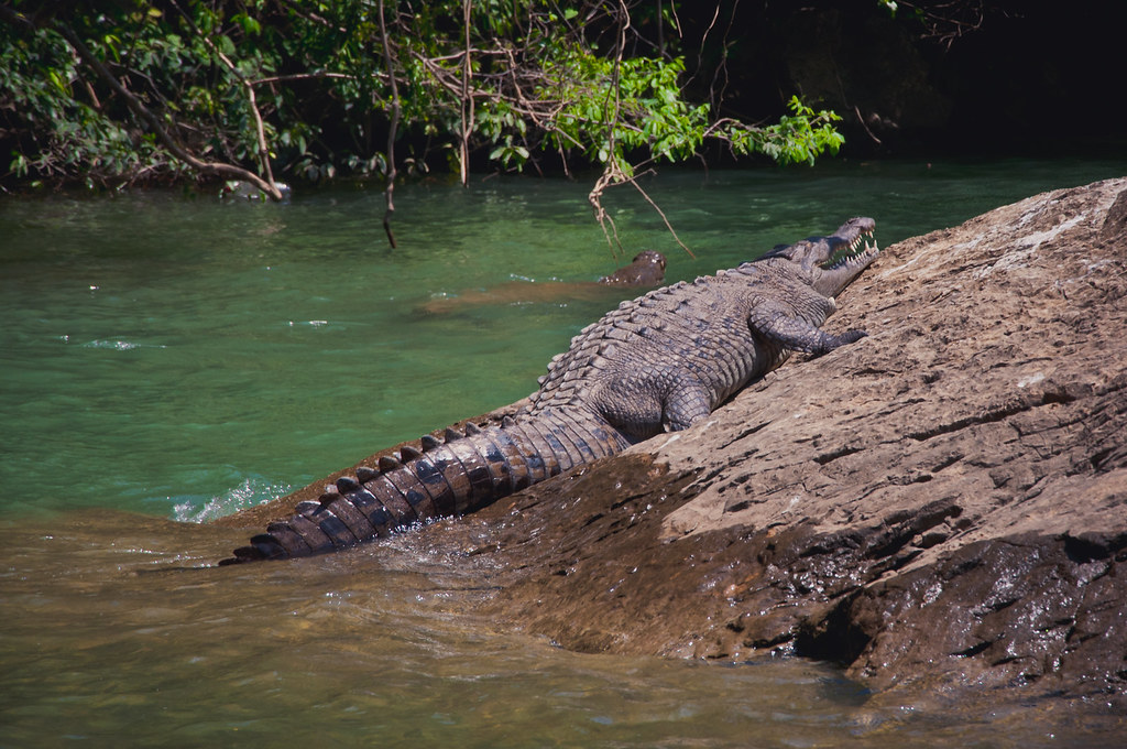 Crocodile in Sumidero Canyon, Mexico