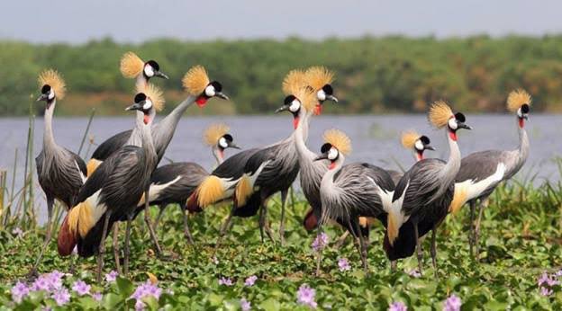 Murchison Falls National Park birds