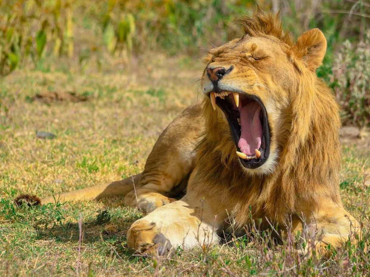 Uganda lion