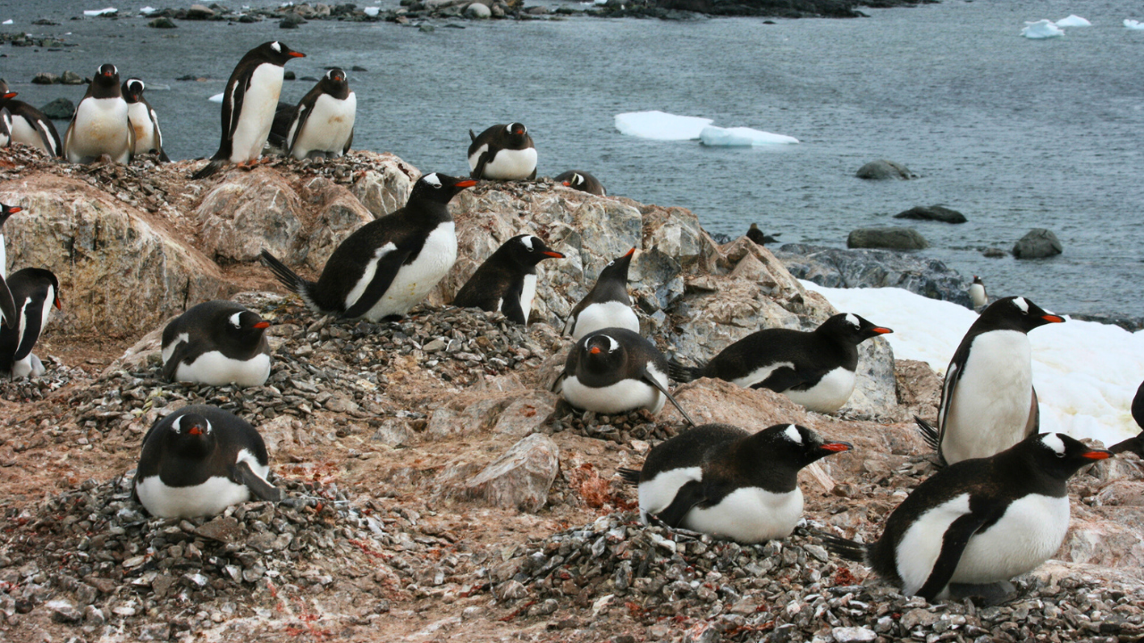Antarctica travel