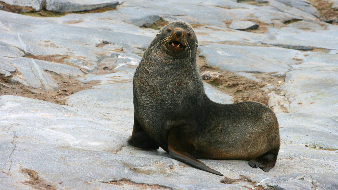 seal