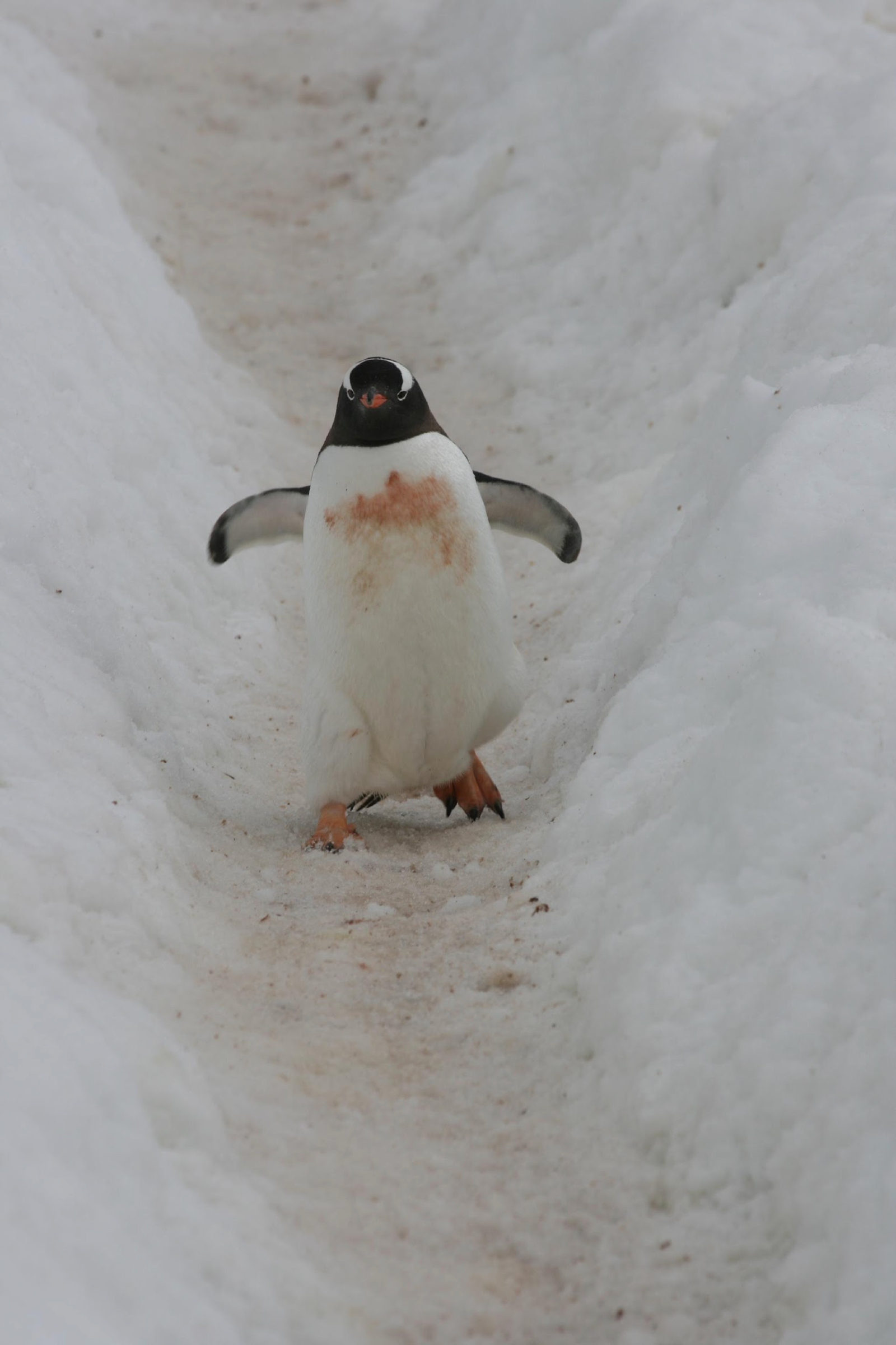 penguin
