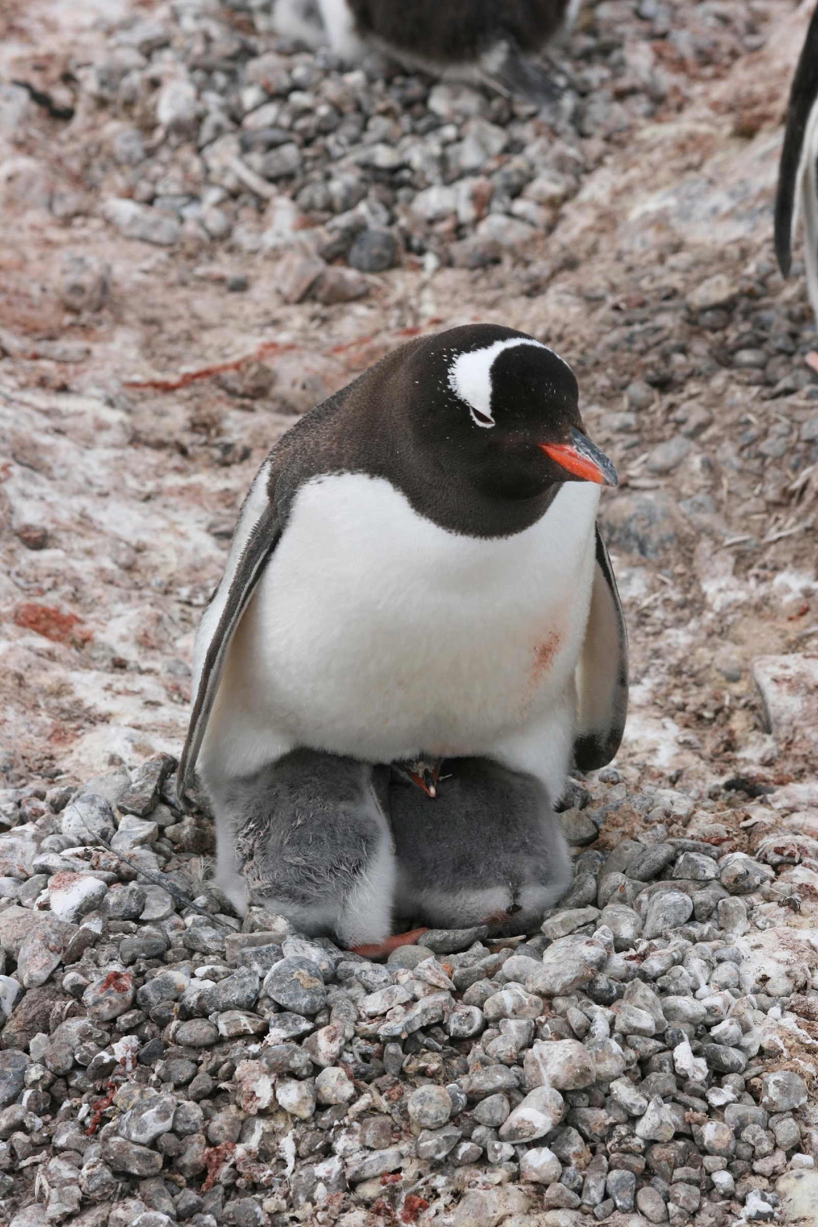 penguin 2