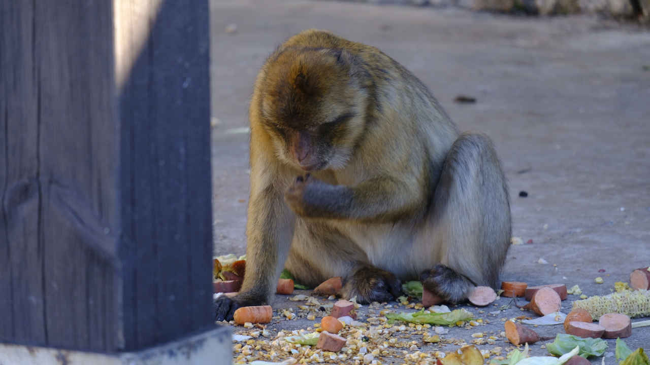 Barbary macaques