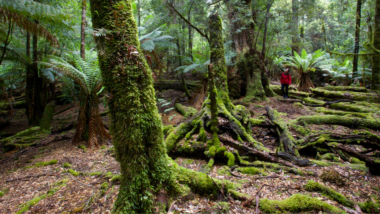 Tarkine