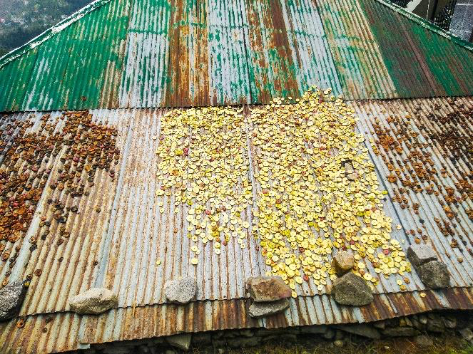 Drying apples